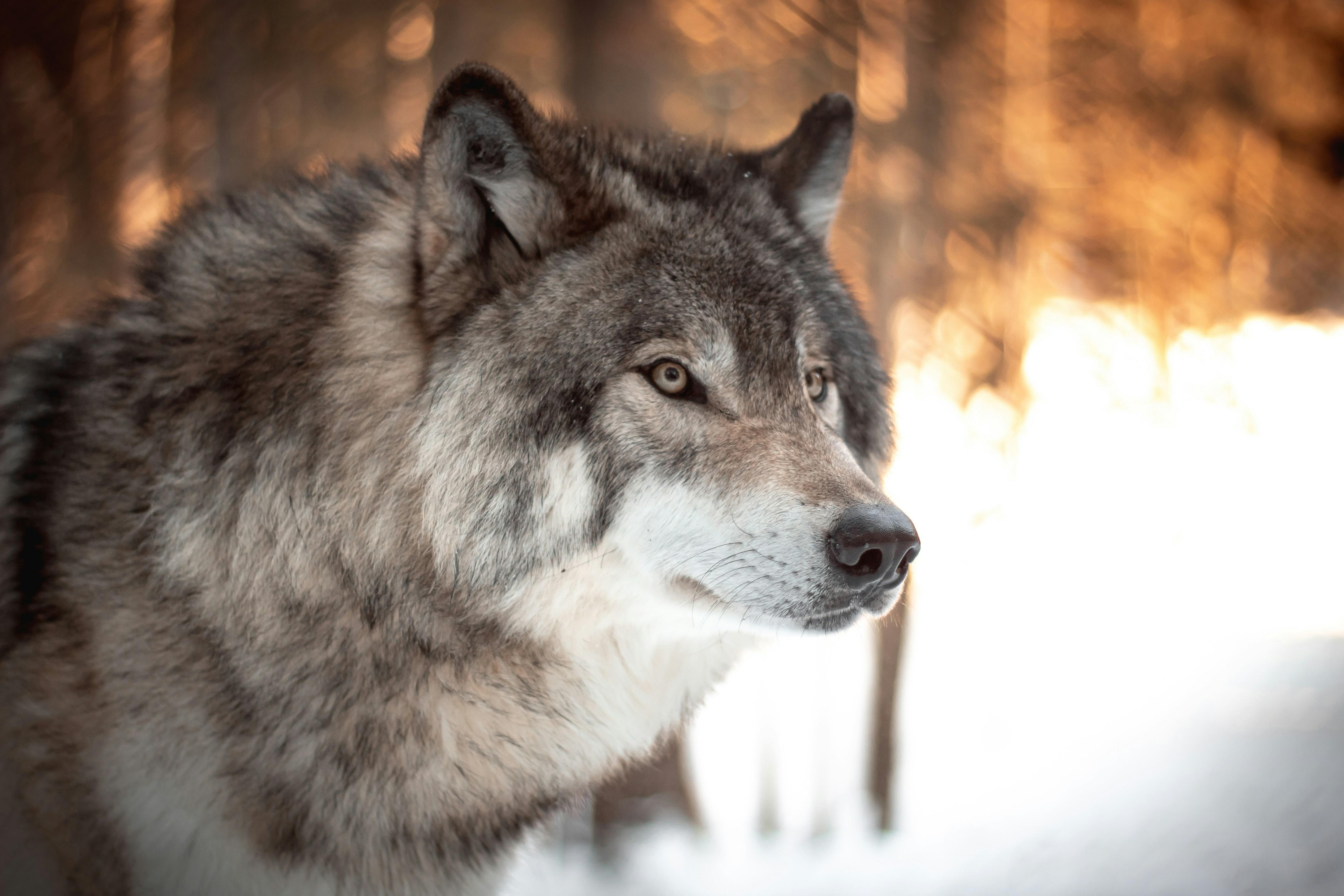 Delist the Gray Wolf. Then Delist the Administrative State